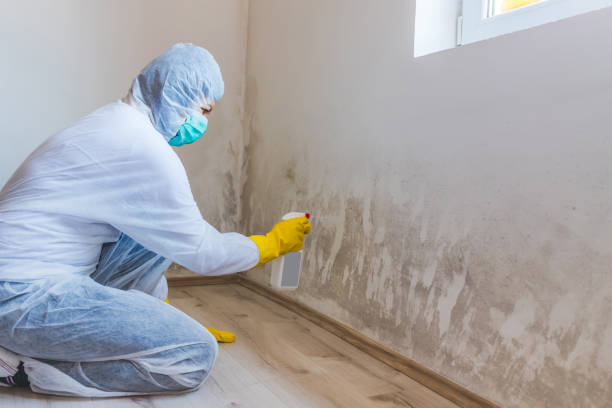 Black mold inspection in Iselin